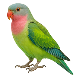 Princess of Wales Parakeet